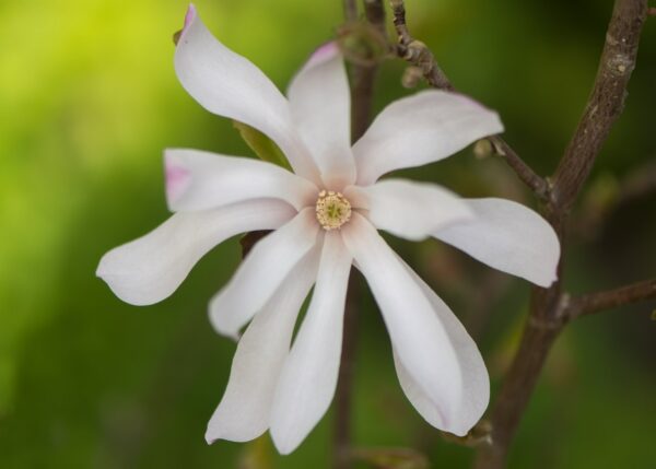 Magnolia gwiaździsta ROSEA - 1