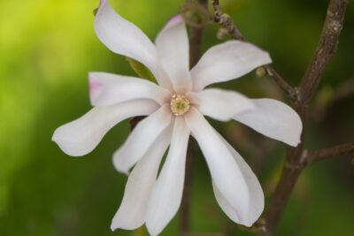 Magnolia gwiaździsta ROSEA