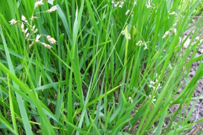 Trawa ŻUBRÓWKA TURÓWKA WONNA