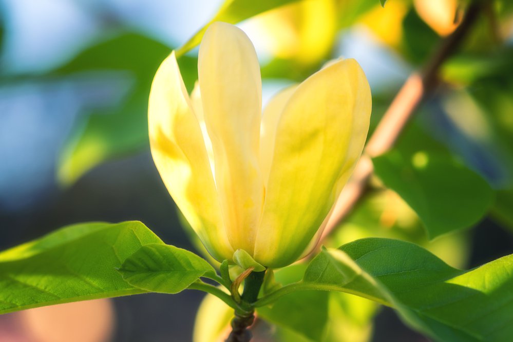 Magnolia brooklińska YELLOW BIRD - 1