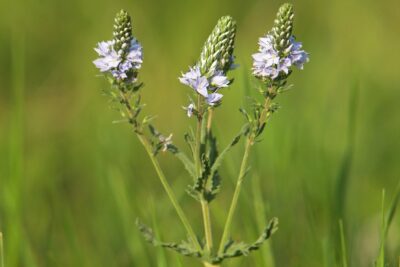 Przetacznik rozesłany AZTEC GOLD