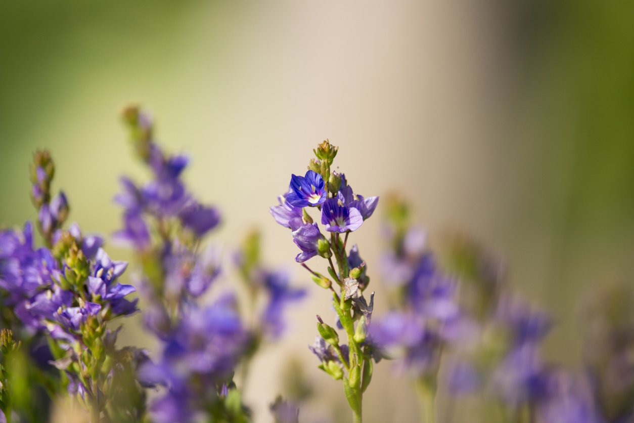 Przetacznik rozesłany AZTEC GOLD - 3