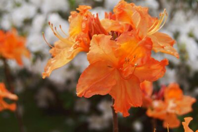 Azalia SPEK'S ORANGE