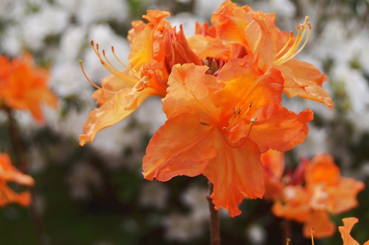 Azalia SPEK'S ORANGE