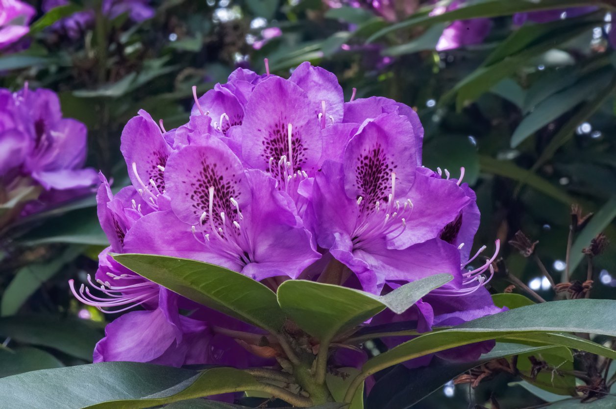 Rhododendron PURPLE SPLENDOUR - 1