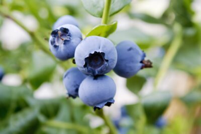 Borówka amerykańska ELLIOTT 3-letnia