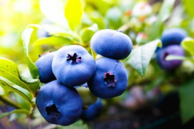 Borówka amerykańska DARROW 3-letnia