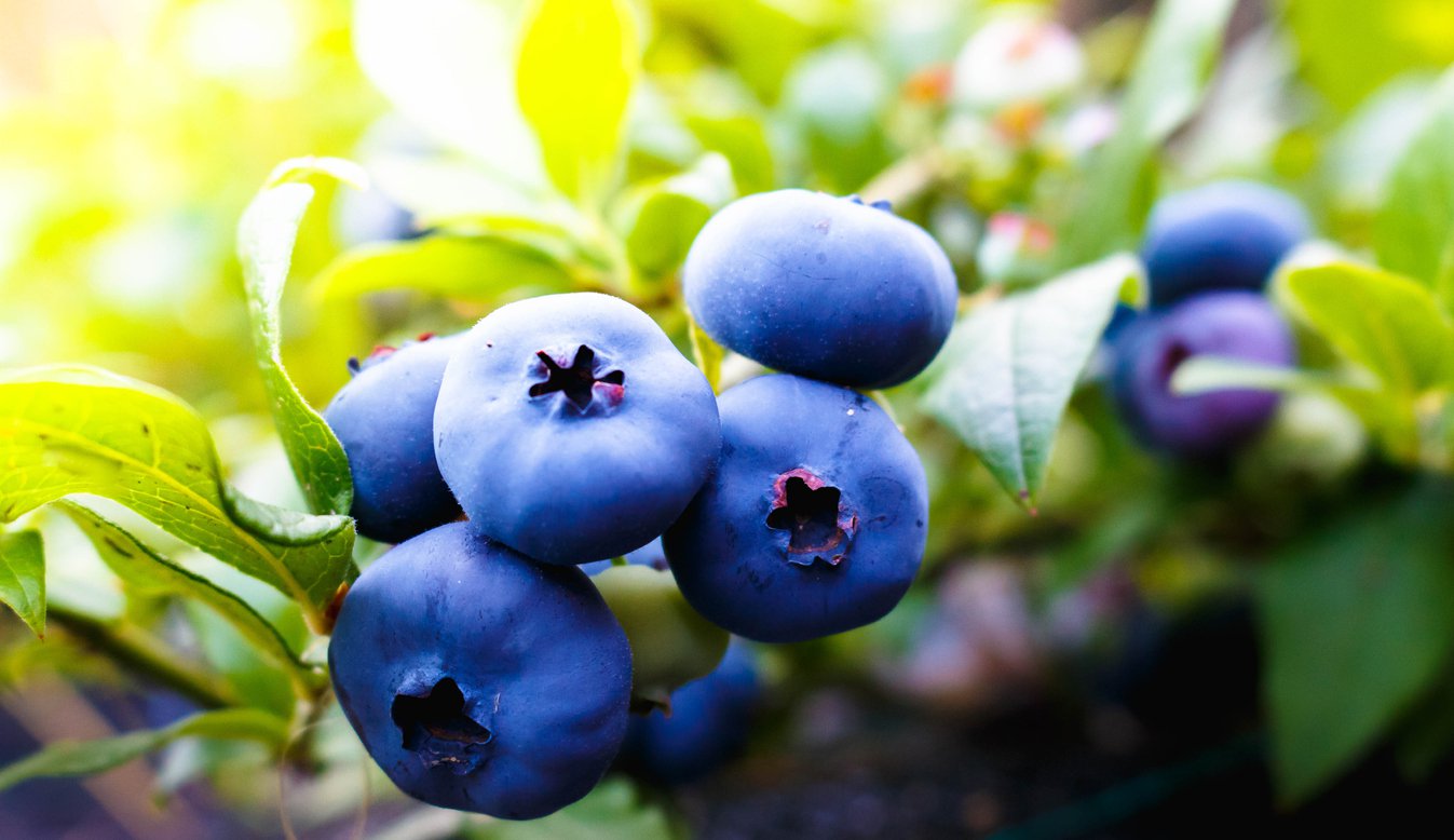 Borówka amerykańska DARROW 3-letnia
