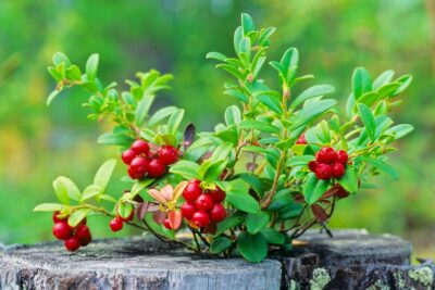 Borówka brusznica RED PEARL