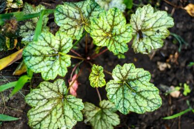 Żurawka GREEN SPICE