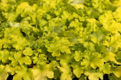 Żurawka ELECTRIC LIME