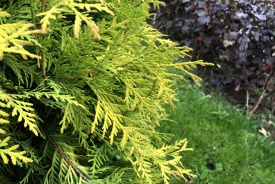 Cyprysik TETRAGONA AUREA