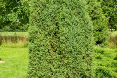 Jałowiec chiński OBELISK