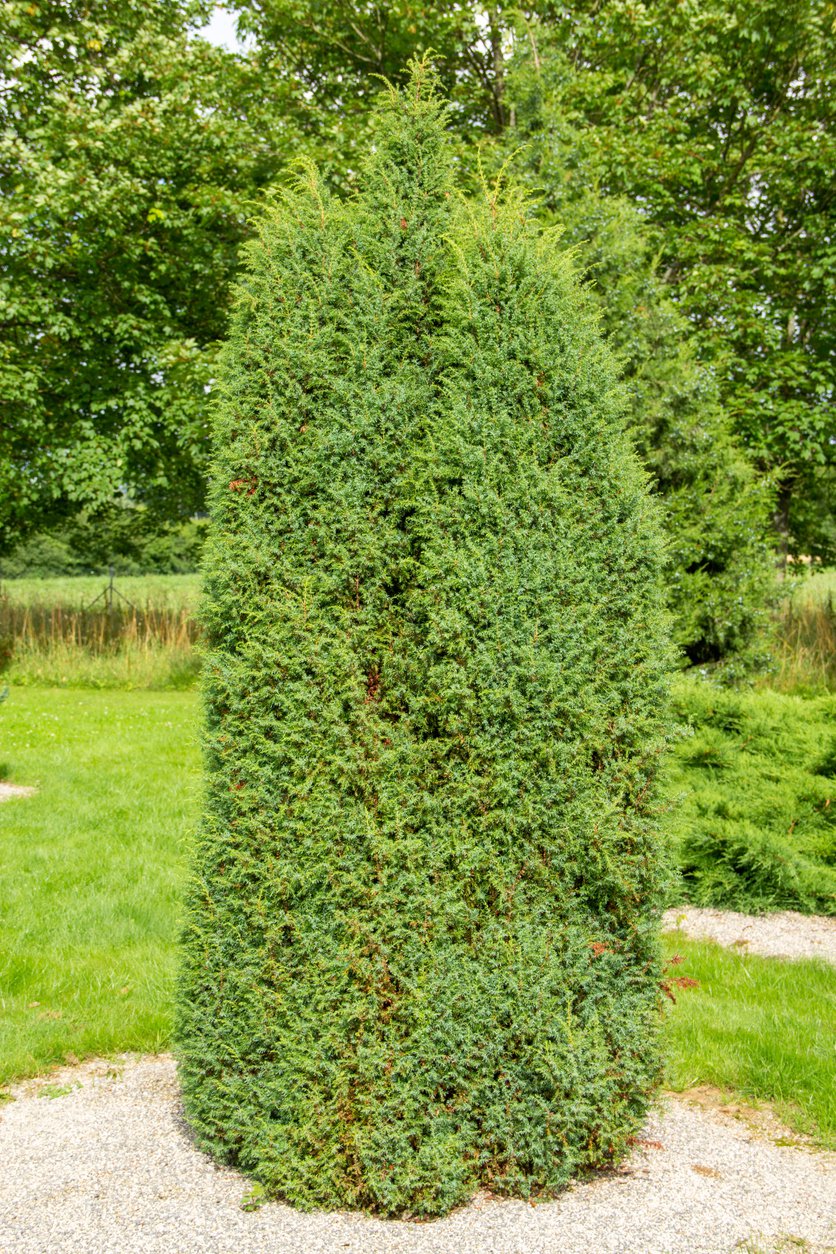 Jałowiec chiński OBELISK