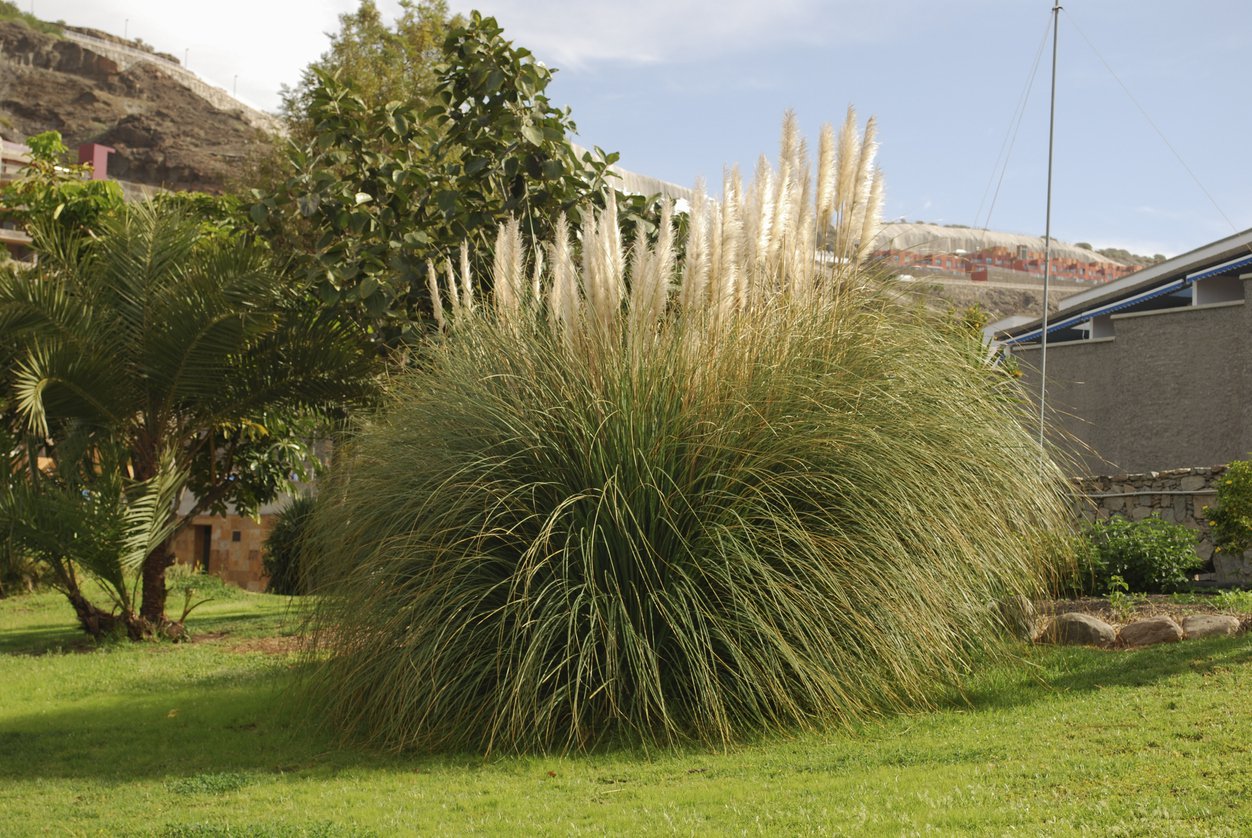 Trawa Miskant chiński ADAGIO