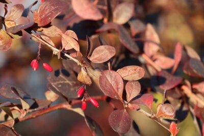 Berberys ROSE GLOW różowy doniczka 30cm