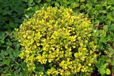 Bukszpan LATIFOLIA MACULATA