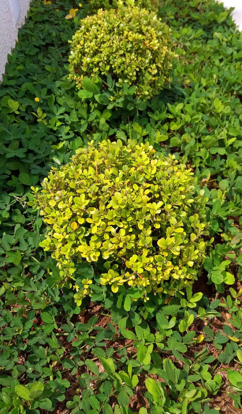 Bukszpan LATIFOLIA MACULATA