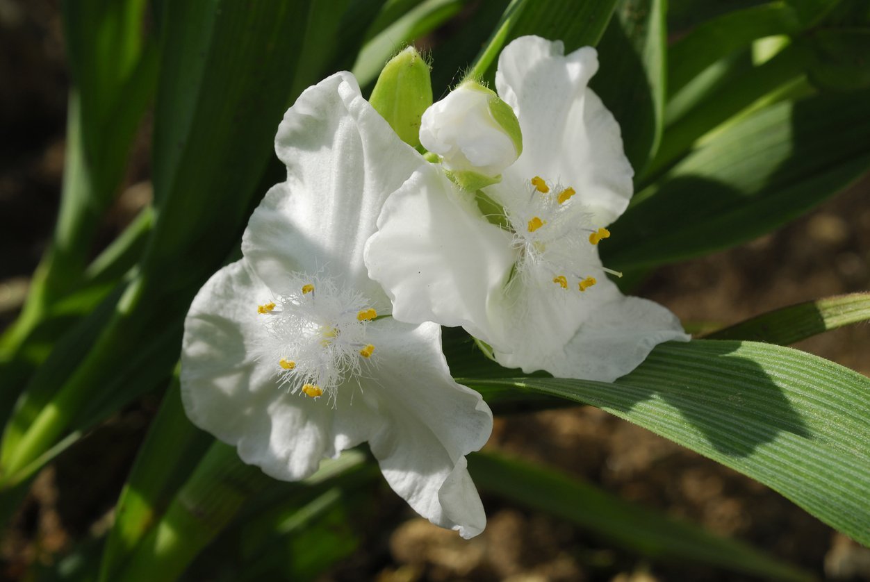 TRZYKROTKA wirginijska INNOCENT - 2