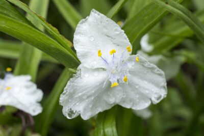 TRZYKROTKA wirginijska INNOCENT