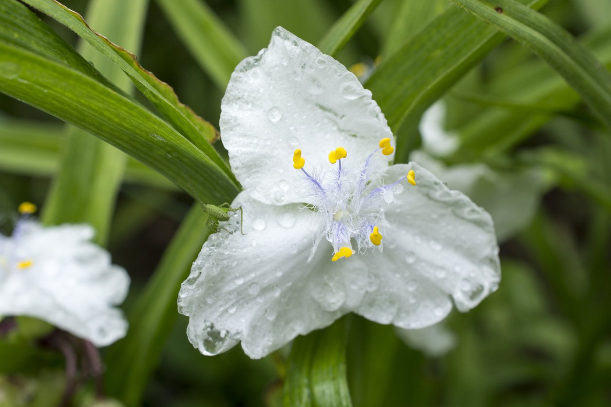 TRZYKROTKA wirginijska INNOCENT