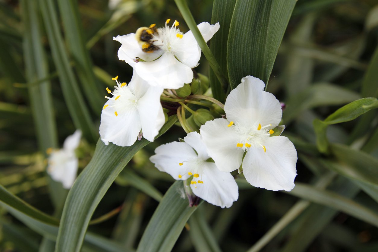 TRZYKROTKA wirginijska INNOCENT - 3