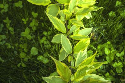 Forsycja GOLDEN TIMES