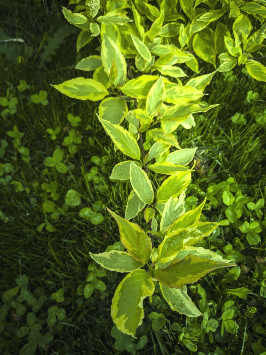 Forsycja GOLDEN TIMES