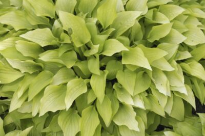 Funkia Hosta LEMON LIME