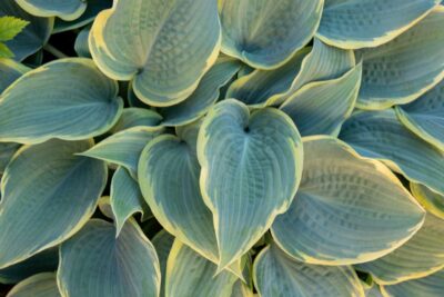 Funkia Hosta FIRST FROST