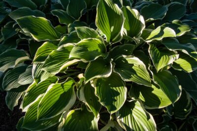 Funkia Hosta REGAL SPLENDOR