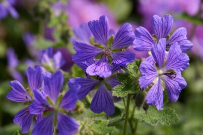 Bodziszek PHILIPPE VAPELLE