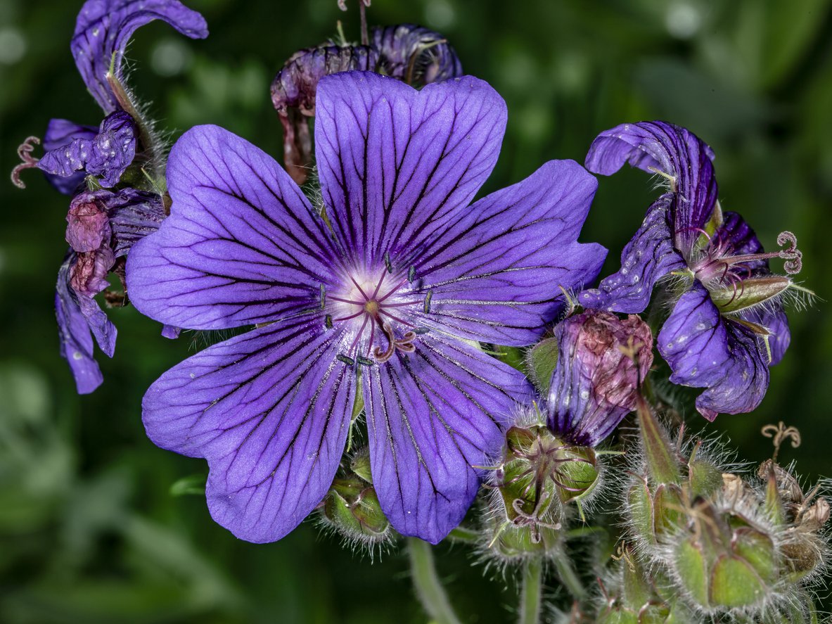 Bodziszek PHILIPPE VAPELLE