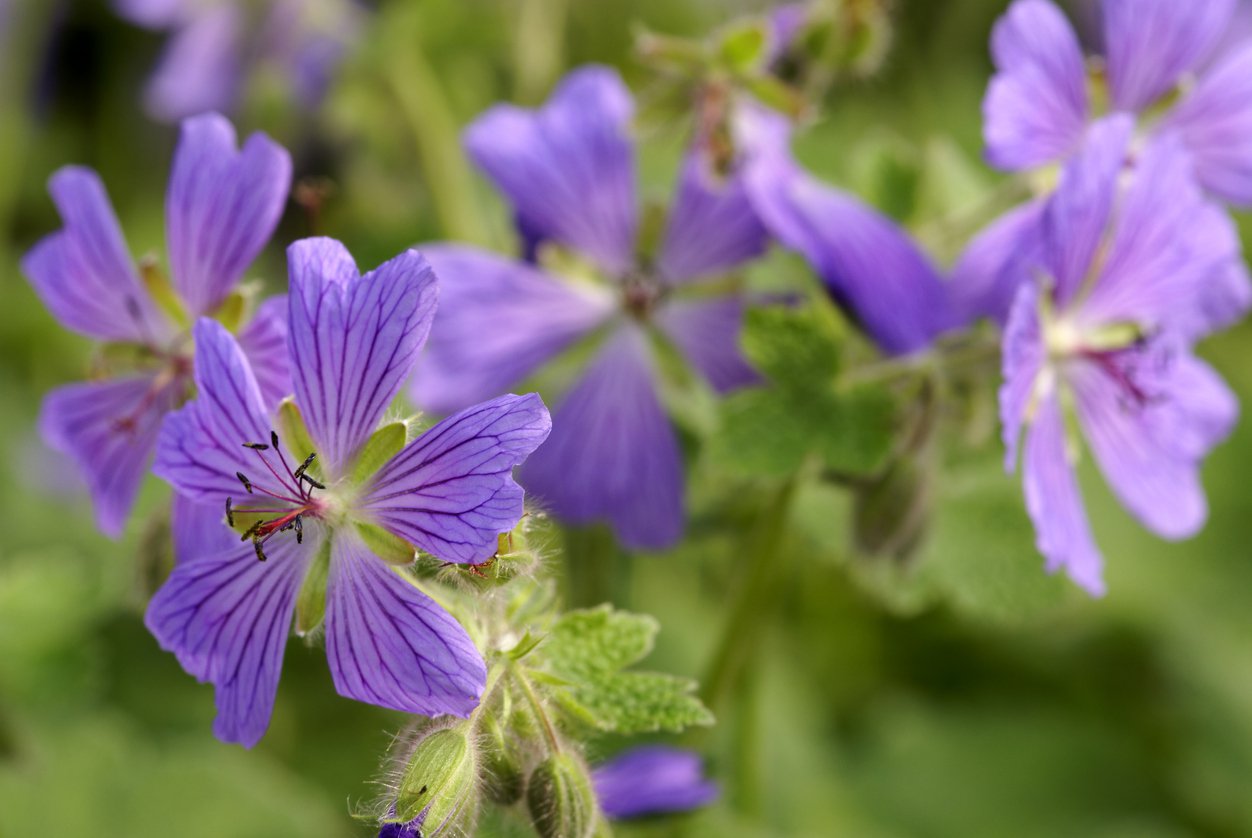 Bodziszek PHILIPPE VAPELLE