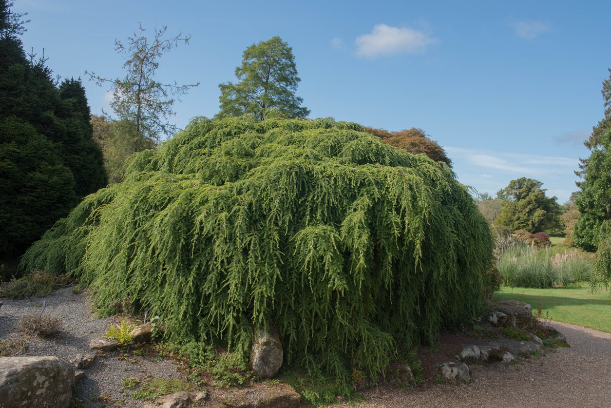 CHOINA kanadyjska JEDDELOH - 3
