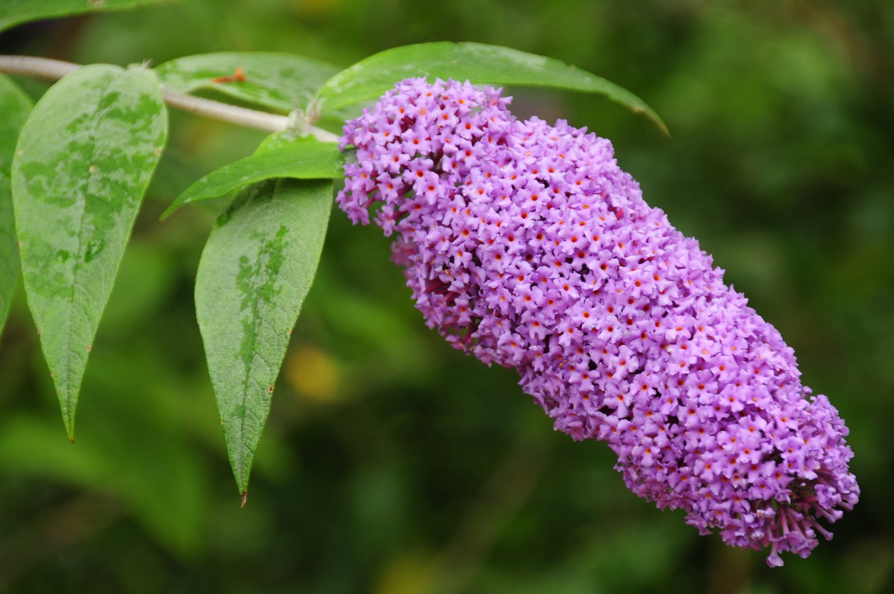 Budleja Dawida BORDER BEAUTY - 3