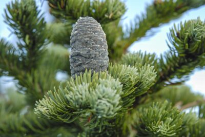 JODŁA górska GREEN GLOBE