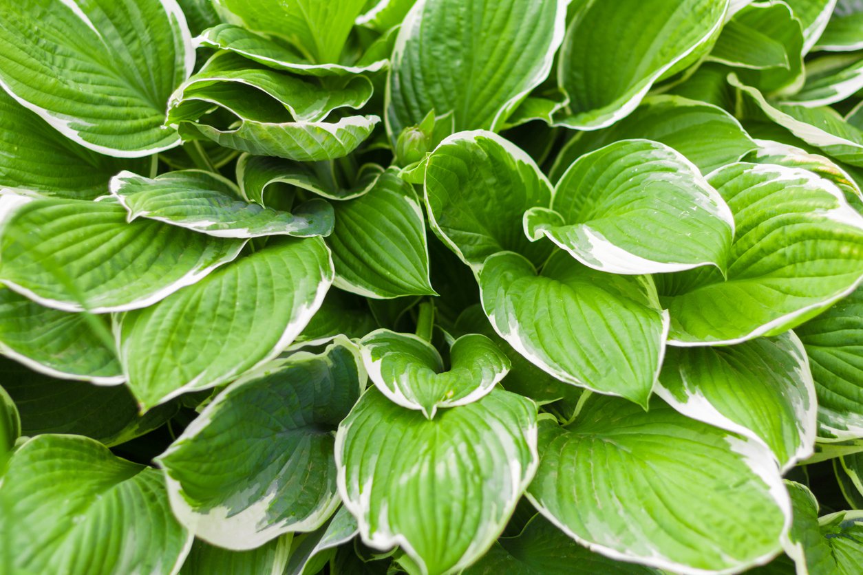 Funkia Hosta WINTER SNOW - 1