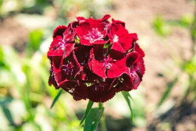 goździk brodaty pachnący BORDOWY