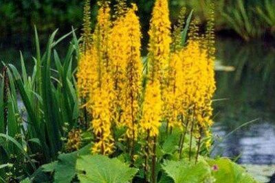 Języczka Przewalskiego LIGULARIA