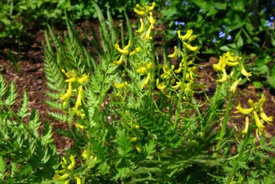 Kokorycz PAPROSCIOLISTNA doniczka P13