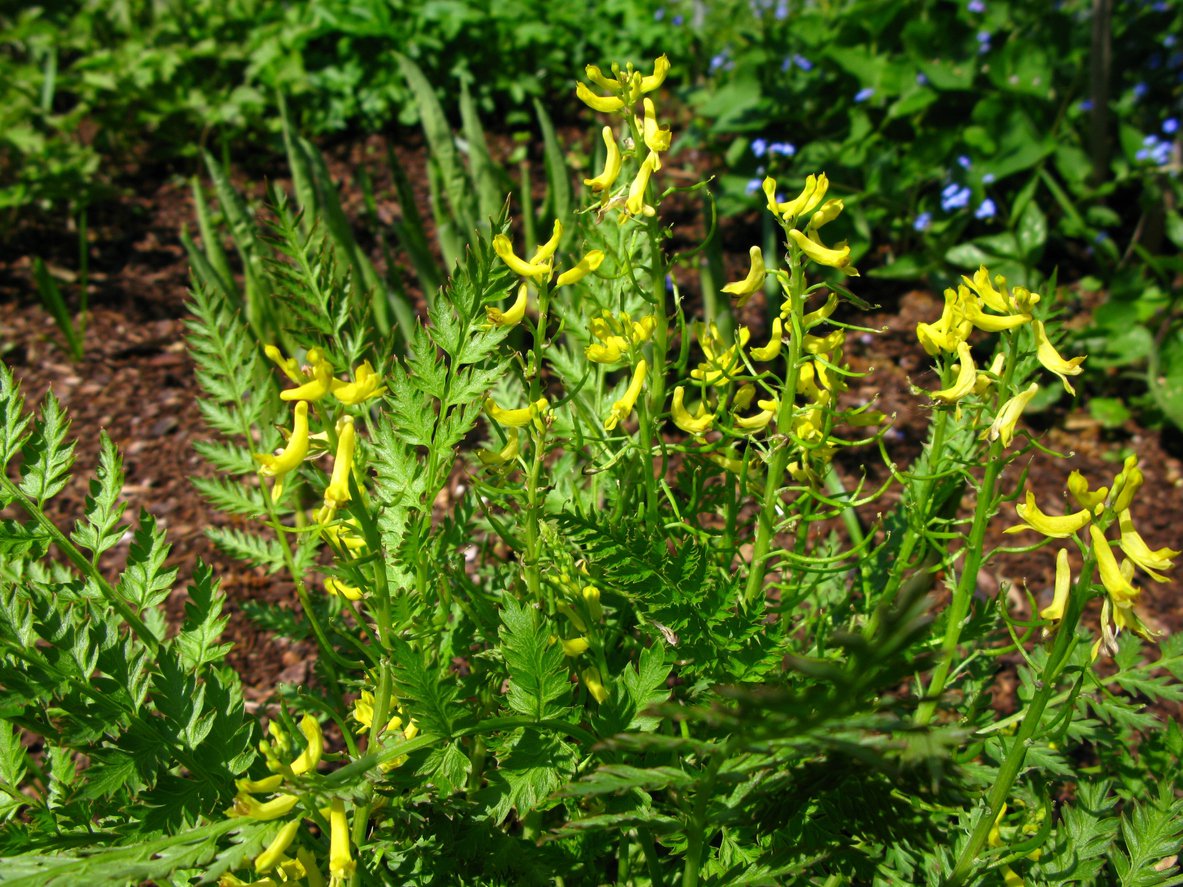 Kokorycz PAPROSCIOLISTNA doniczka P13