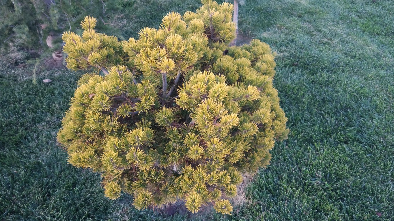 Sosna GOLDEN COIN - 1