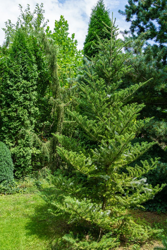 JODŁA KOREAŃSKA 3-letnia - 2