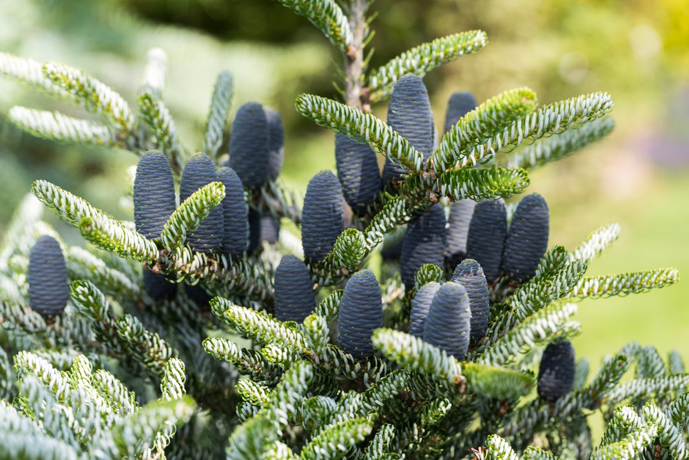 JODŁA KOREAŃSKA 3-letnia - 3