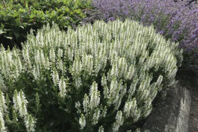 Szałwia biała MERLEAU ALBA doniczka P13