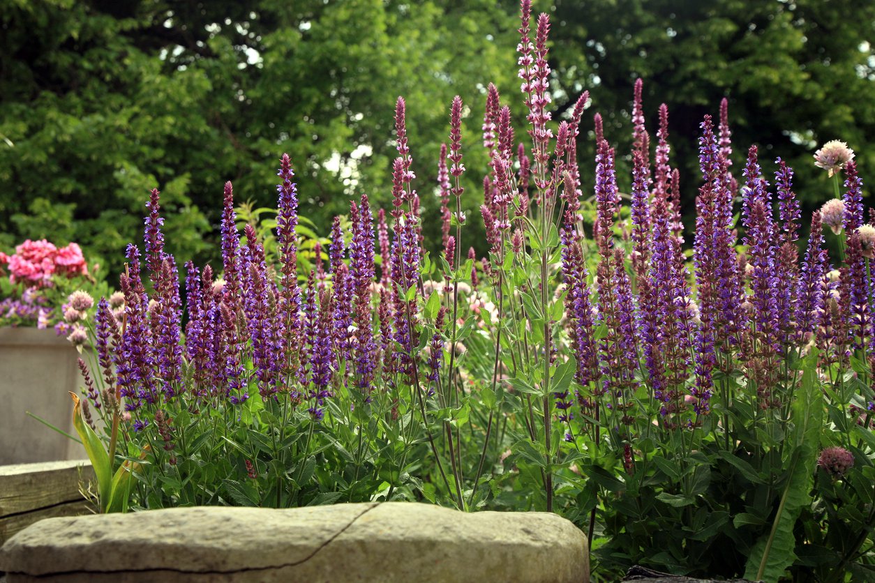 Szałwia różowa DIMENSION ROSE - 1