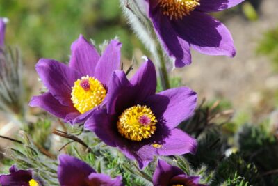 Sasanka DARK BLUE VIOLET