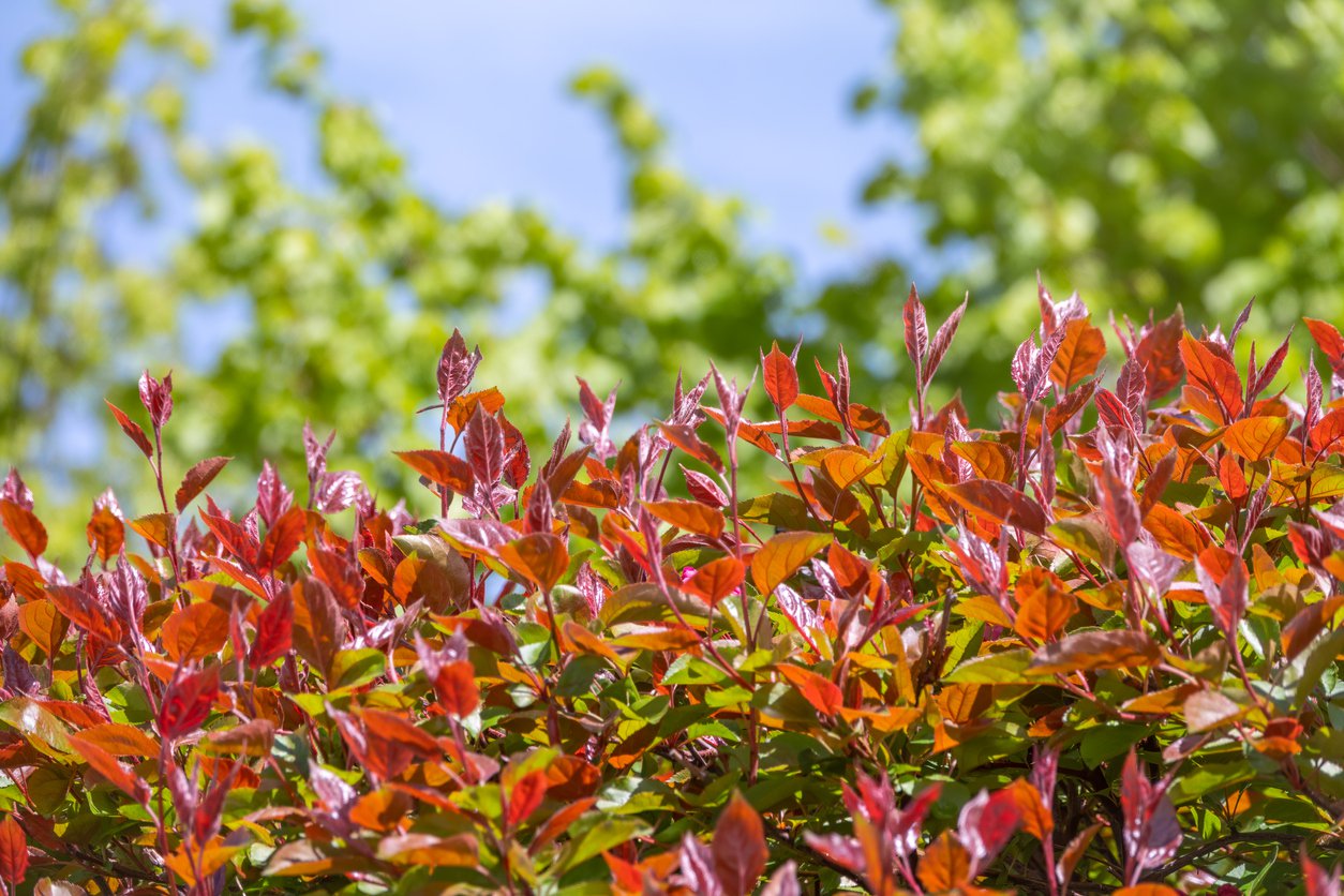 Krzewuszka cudowna WINGS OF FIRE - 2