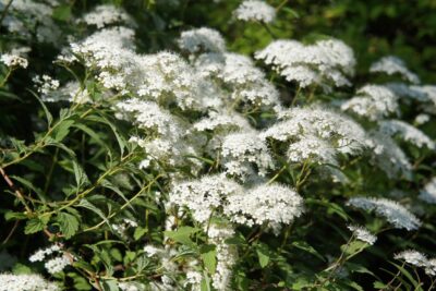 Tawuła japońska ALBIFLORA